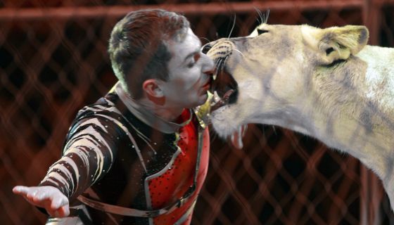 Цирк-шапито «Золото Африки»