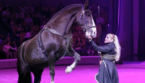 Цирк-шапито «Золото Африки»