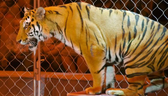 Цирк-шапито «Золото Африки»