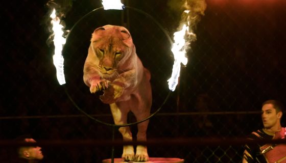 Цирк-шапито «Золото Африки»