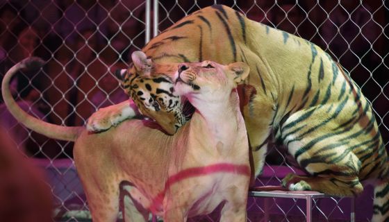 Цирк-шапито «Золото Африки»