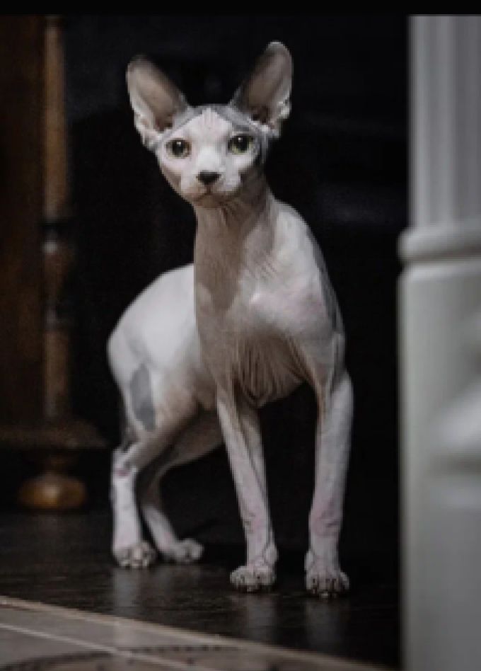 Мартовский кот. Выставка художественной фотографии